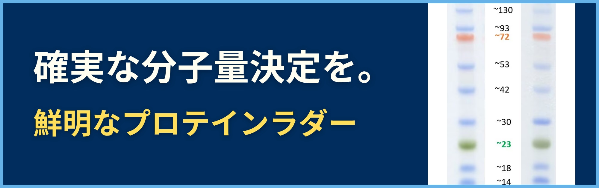 プロテインラダー　proteintech