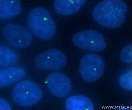 organelle markers centrosome markers