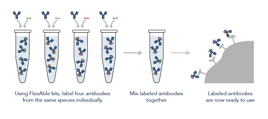 同一の免疫動物由来の一次抗体を複数標識する場合のFlexAbleのワークフロー（個別に標識）